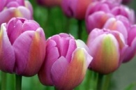 Floral Design: Tulips and Lavender